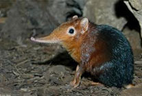 elephant shrew