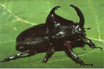 rhino beetle