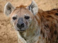 ugly five hyena