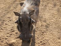 warthog